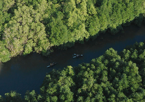 Kampot Kayak in mangrove