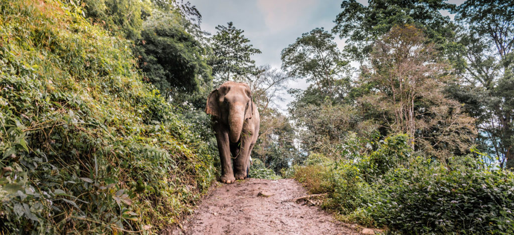 Elephant Hiking in Mondulkiri