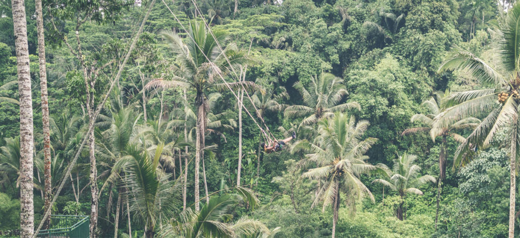 Zipline Through The Jungle